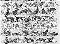 Picture of Foxes, Hares, Owls