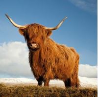 Picture of A Highland Coo!