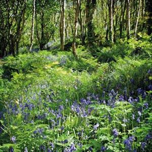 Picture of Bluebells in the Solva Valley