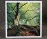 Picture of Beech Tree