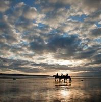 Picture of Horses on Druidstone Beach