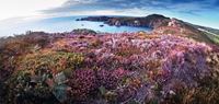 Picture of Heather and Gorse at Pwllderi