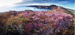Picture of Heather and Gorse at Pwllderi
