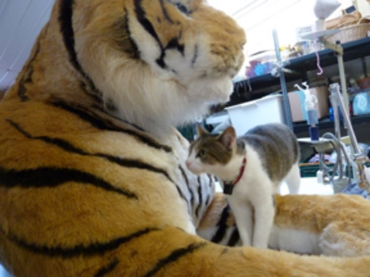 Picture of I am Cat