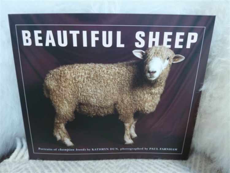 Picture of Beautiful Sheep