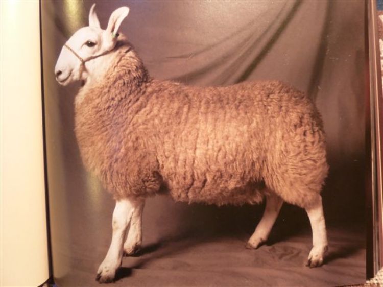 Picture of Beautiful Sheep