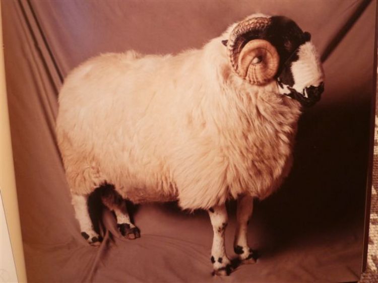 Picture of Beautiful Sheep