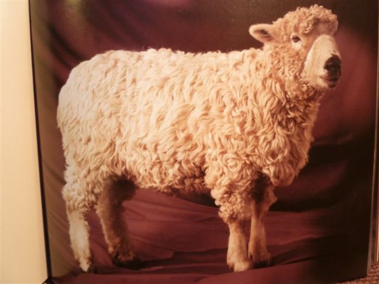 Picture of Beautiful Sheep