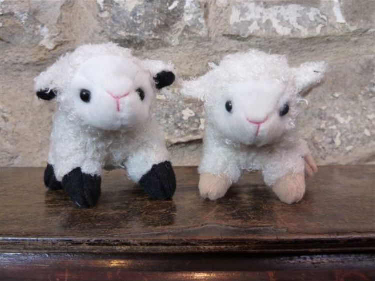 Picture of Lamb