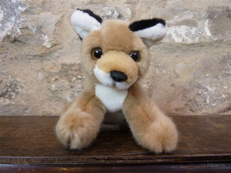Picture of Red Fox