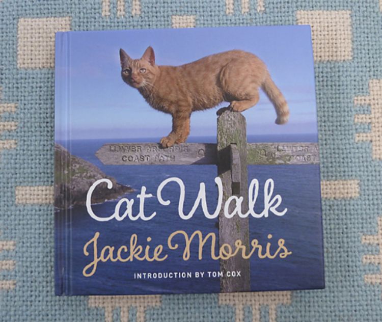Picture of Cat Walk