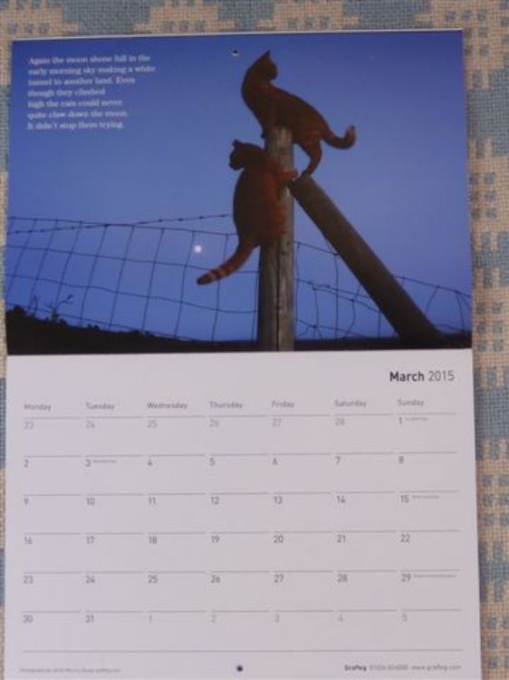 Picture of Cat Walk Calendar 2015