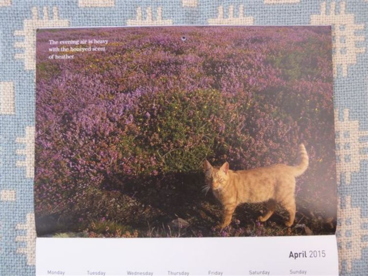 Picture of Cat Walk Calendar 2015