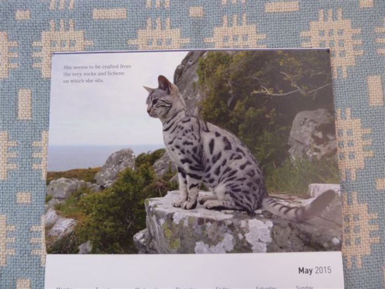 Picture of Cat Walk Calendar 2015