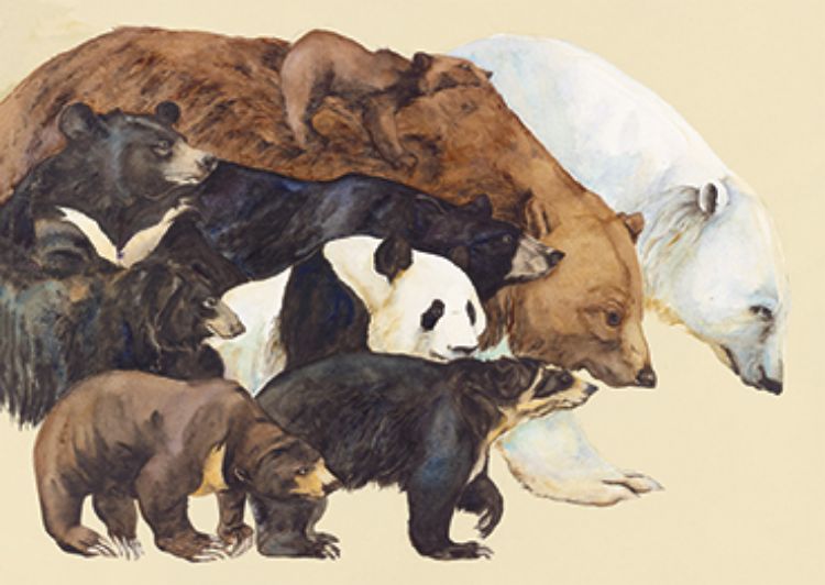 Picture of All the Bears in the World