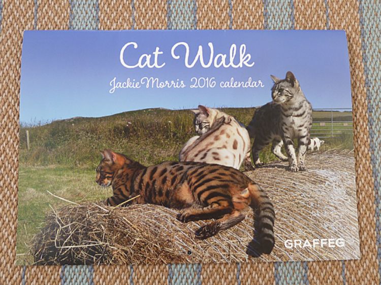Picture of Cat Walk Calendar 2016
