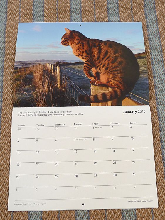 Picture of Cat Walk Calendar 2016