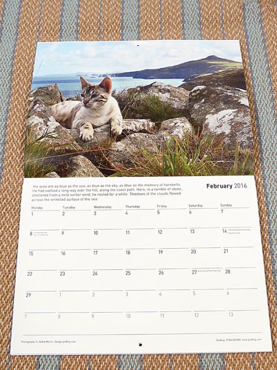 Picture of Cat Walk Calendar 2016