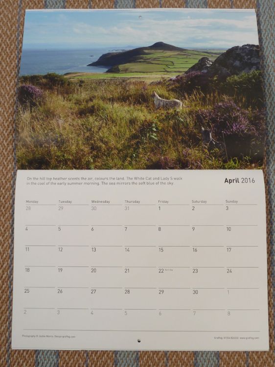 Picture of Cat Walk Calendar 2016