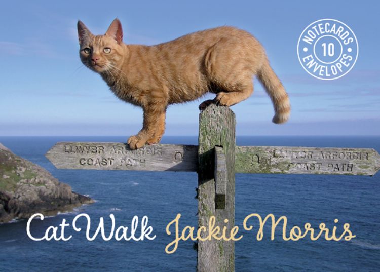 Picture of Cat Walk Notecards