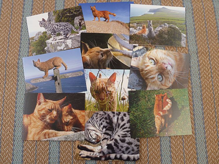 Picture of Cat Walk Notecards