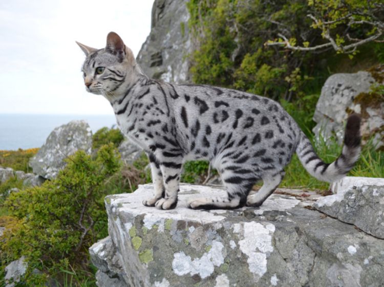 Picture of Cat Walk Notecards