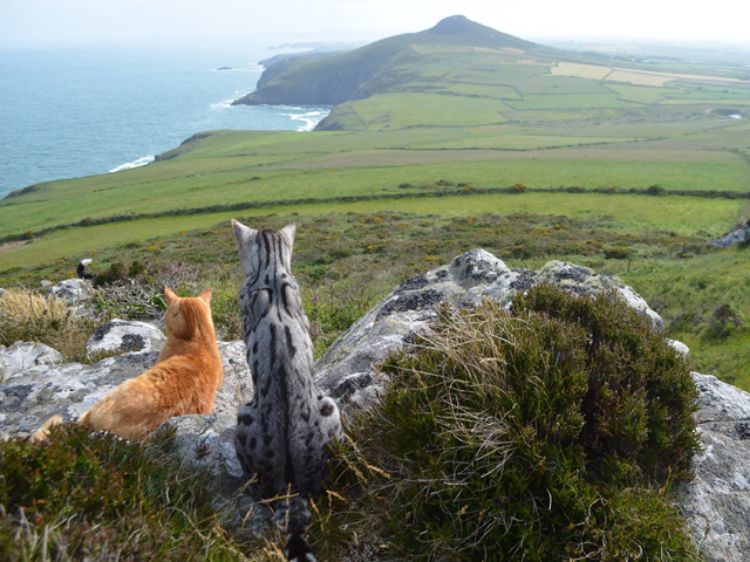 Picture of Cat Walk Notecards