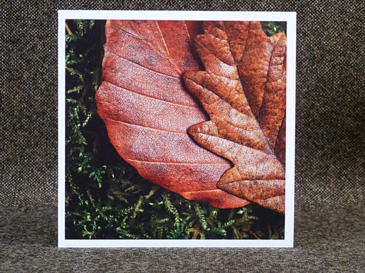 Picture of Leaves in Pengelli Forest