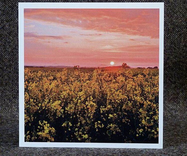 Picture of Sunset over Fields