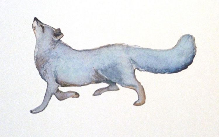 Picture of The White Fox