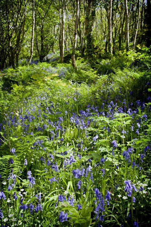 Picture of Tyddewi Spring 2020