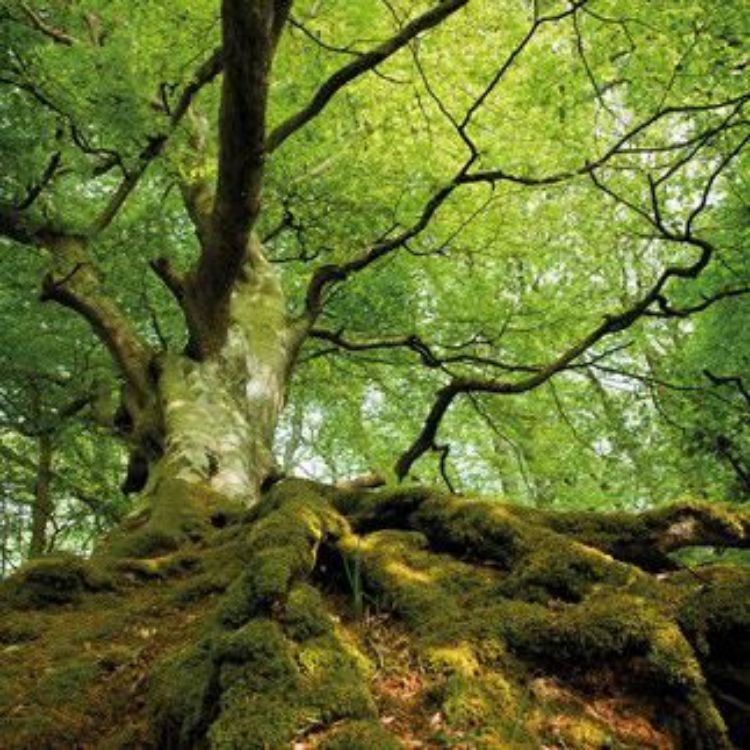 Picture of Beech Tree