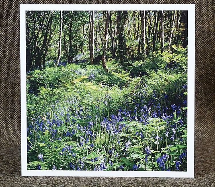 Picture of Bluebells in the Solva Valley