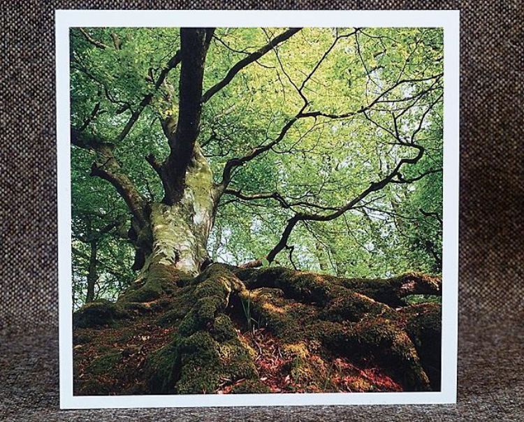 Picture of Beech Tree