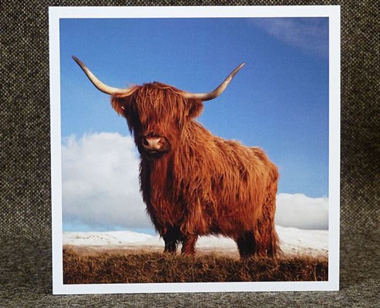 Picture of A Highland Coo!