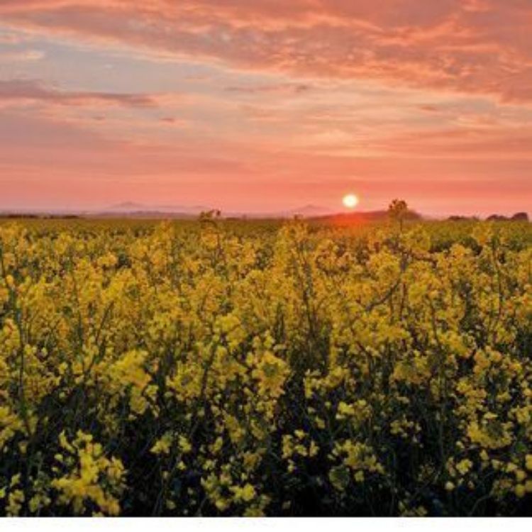 Picture of Sunset over Fields