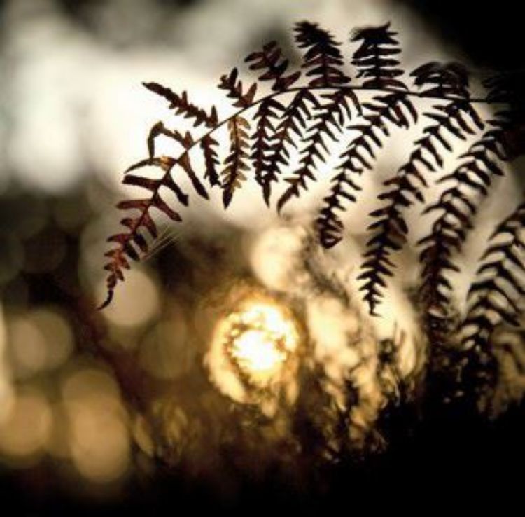 Picture of Sunrise in the Woods