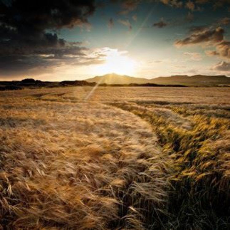 Picture of Summer Sunset