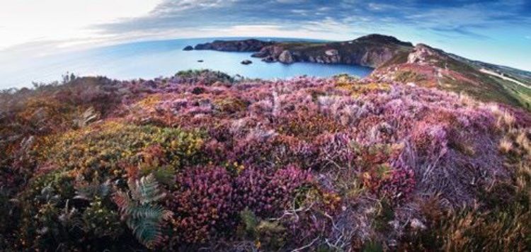 Picture of Heather and Gorse at Pwllderi