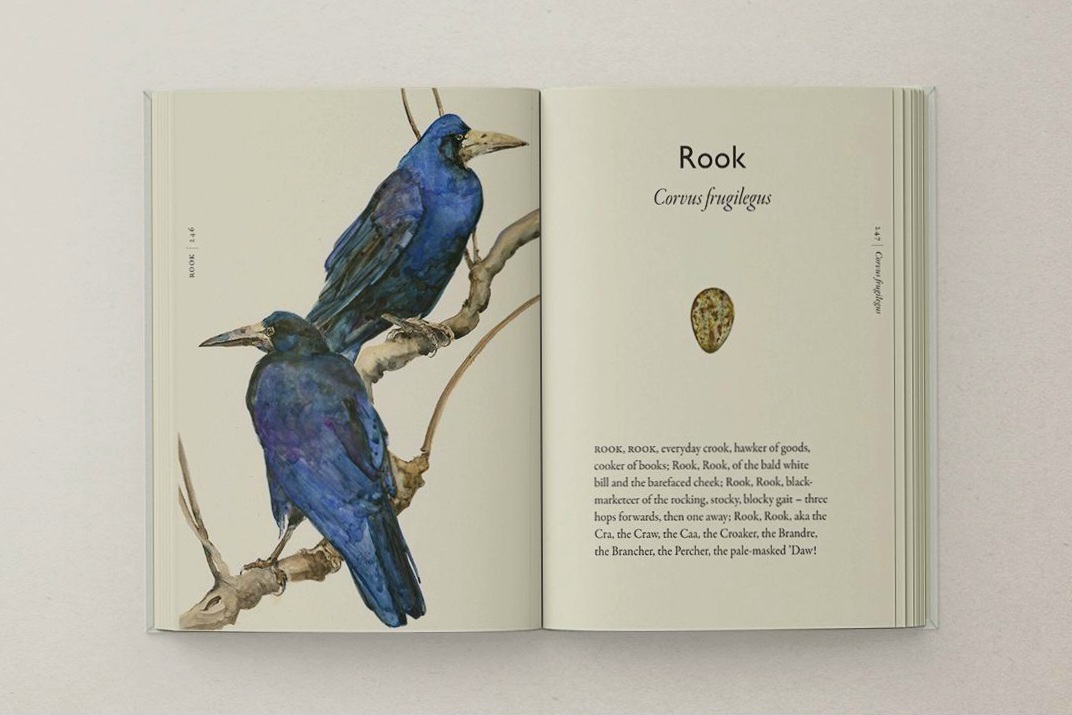 The Book of Birds Jackie Morris and Robert MacFarlane. Solva Woollen Mill